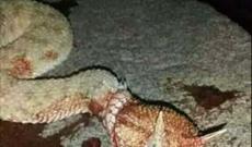 Ağsu dolaylarında  əjdaha başlı ilan tapıldı