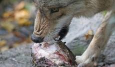 Oğuzda insanlara hücum edən canavar axtarılır