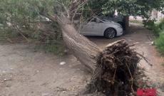 Gəncədə güclü külək fəsadlar törədib