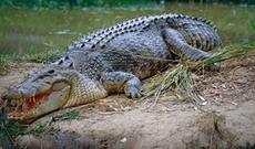 Yaşlı kişi timsahla əlbəyaxa oldu