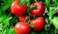 Pomidorun qiyməti ucuzlaşdı