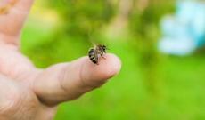 Gəncədə 66 yaşlı kişi arı sancmasından ölüb