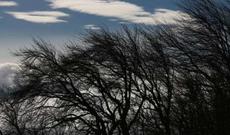 Külək Bakıda ağacları aşırıb