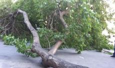 Bakıda 20 yaşlı qadının başına ağac düşdü