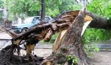 Güclü külək Bakıda 10 ağacı kökündən çıxardı- Filarmoniya bağına da ziyan dəydi