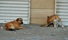 Bakıda metronun qarşısında it sürüsü dolaşır - Video