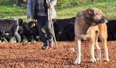İşlədiyi fermadan oğurluq edən çoban tutuldu