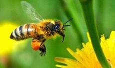 Azərbaycan balı Cənubi Koreya bazarına çıxarılacaq