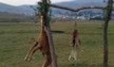 Atları öldürərək dirəkdən asan şəxs cinayət məsuliyyətinə cəlb olunub