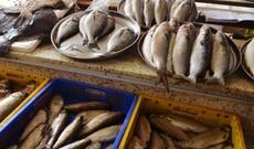 Rusiya Ermənistandan idxal olunan balığa qadağa qoydu