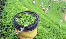 Azərbaycanda çay idxalı ixracı 9 dəfə üstələyib