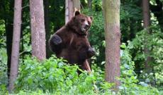 Quba sakini ayının hücumuna məruz qalıb