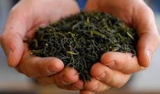 Azərbaycan çayı Parisdə təqdim ediləcək