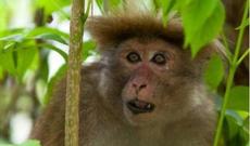 Bakıda Britaniya vətəndaşını meymun dişlədi - Xəstəxanalıq oldu