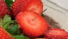 Avstraliyada meyvələrdə iynələr tapılır