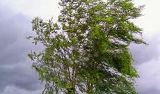 Nazirlik əhaliyə xəbərdarlıq etdi - YENƏ külək güclənəcək