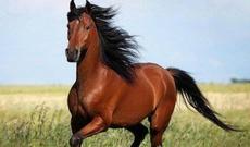 Atla sürüdülən qadının vəziyyəti ilə bağlı rəsmi