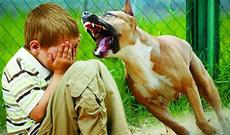 Bakıda 4 yaşlı uşağı it dişlədi, öldü