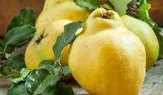 Kimlərə heyva yemək olmaz?