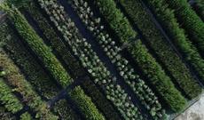 Azərbaycanda yeni bir rekorda imza atılacaq