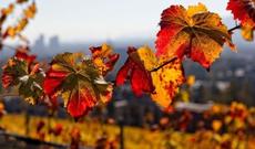 Sabahın havası: 19 dərəcə isti olacaq