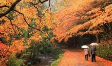 Sabahın havası: tutqun səma, duman