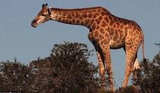 13 turisti daşıyan mikroavtobusun üstünə zürafə düşdü