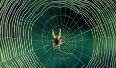 Hörümçək toru əsasında yeni biokompozit hazırlanıb