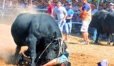 Bəslədiyi buğa müəllimi öldürdü