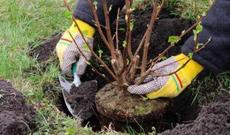 Kənd Təsərrüfatı Nazirliyi Çindən 1 milyon tut tingi gətirəcək