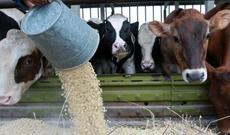 Heyvan və quş yemlərinin satışı ƏDV-dən azad ediləcək