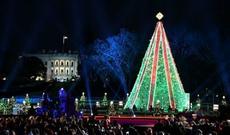 Tramp Milad ağacının işıqlarını yandırdı
