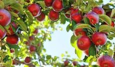 Azərbaycan Rusiyanın əsas alma tədarükçülərindən biridir