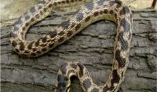 Yeni ilan növü aşkarlandı - Azərbaycanda da rast gəlinir