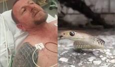 Canlı yayımda şou göstərən kişini dünyanın ən zəhərli ilanı sancdı