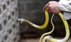 Qabyuyan maşının içindən zəhərli ilan çıxdı