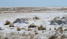 Azərbaycanda şoran torpaqların istifadəsi metodları hazırlandı