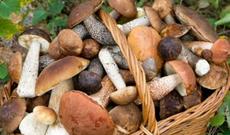 Saatlıda bir ailənin beş üzvü göbələkdən zəhərləndi