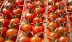 Azərbaycan pomidorunun Rusiyaya ixracı artacaq
