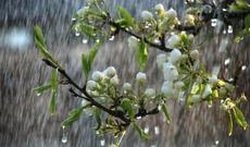 Aprelin 24-nə gözlənilən hava proqnozu açıqlanıb